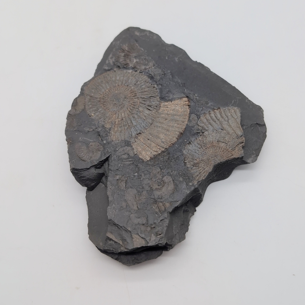 Real Multi Ammonite Fossils In Black Shale Stone Matrix - Picture 4 of 8